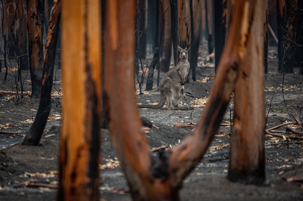 Crisis Management Ahead Of The 2024 Summer Battleground   Battleground Knowldge Bank Bushfire Resilience 